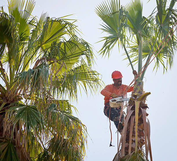 Best Commercial Tree Services  in Shiner, TX