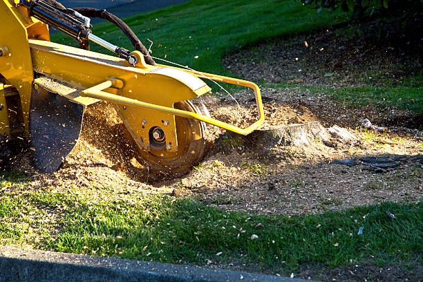 Professional Tree Care Services in Shiner, TX