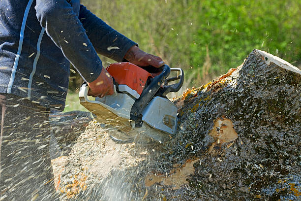 Best Tree Cabling and Bracing  in Shiner, TX